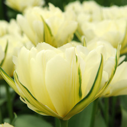 Tulip, Single Early Tulip, Single Late Tulip, Double Early Tulip, Double Late Tulip, Lily Tulip, Fringed Tulip, Greigii Tulip, Parrot Tulip, Spring Flowers